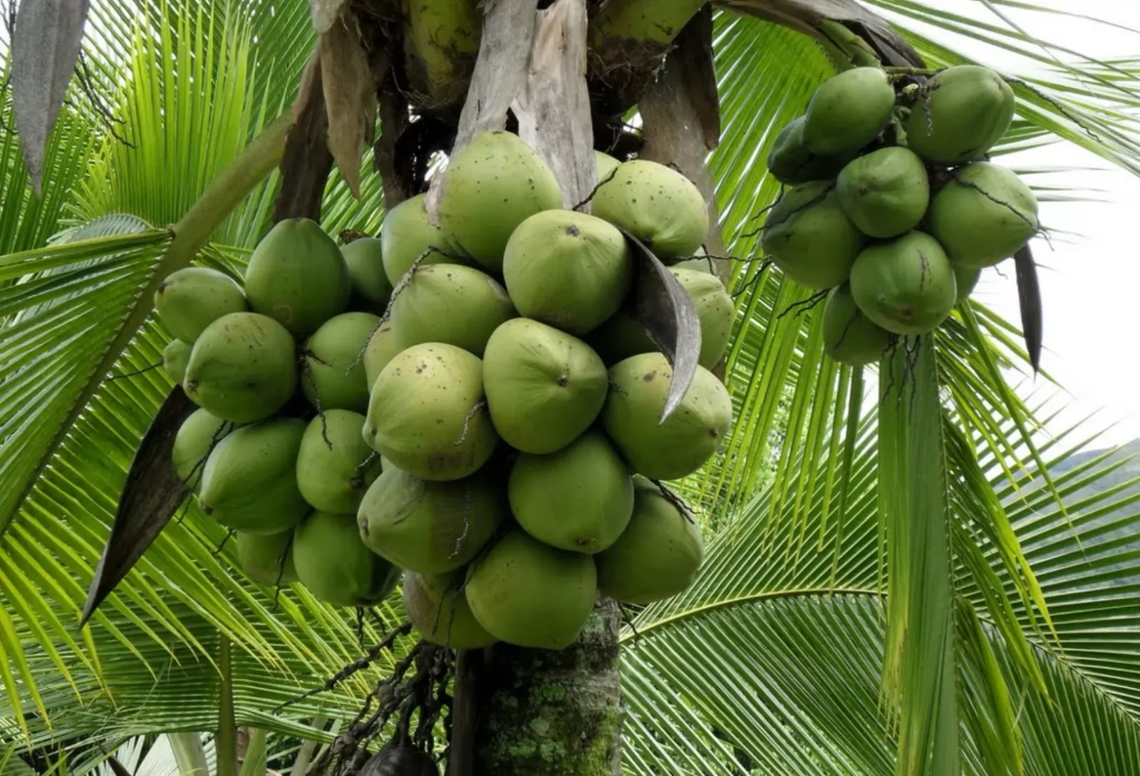 República Dominicana supera las 396.000 tareas cultivadas de coco con potencial agroindustrial