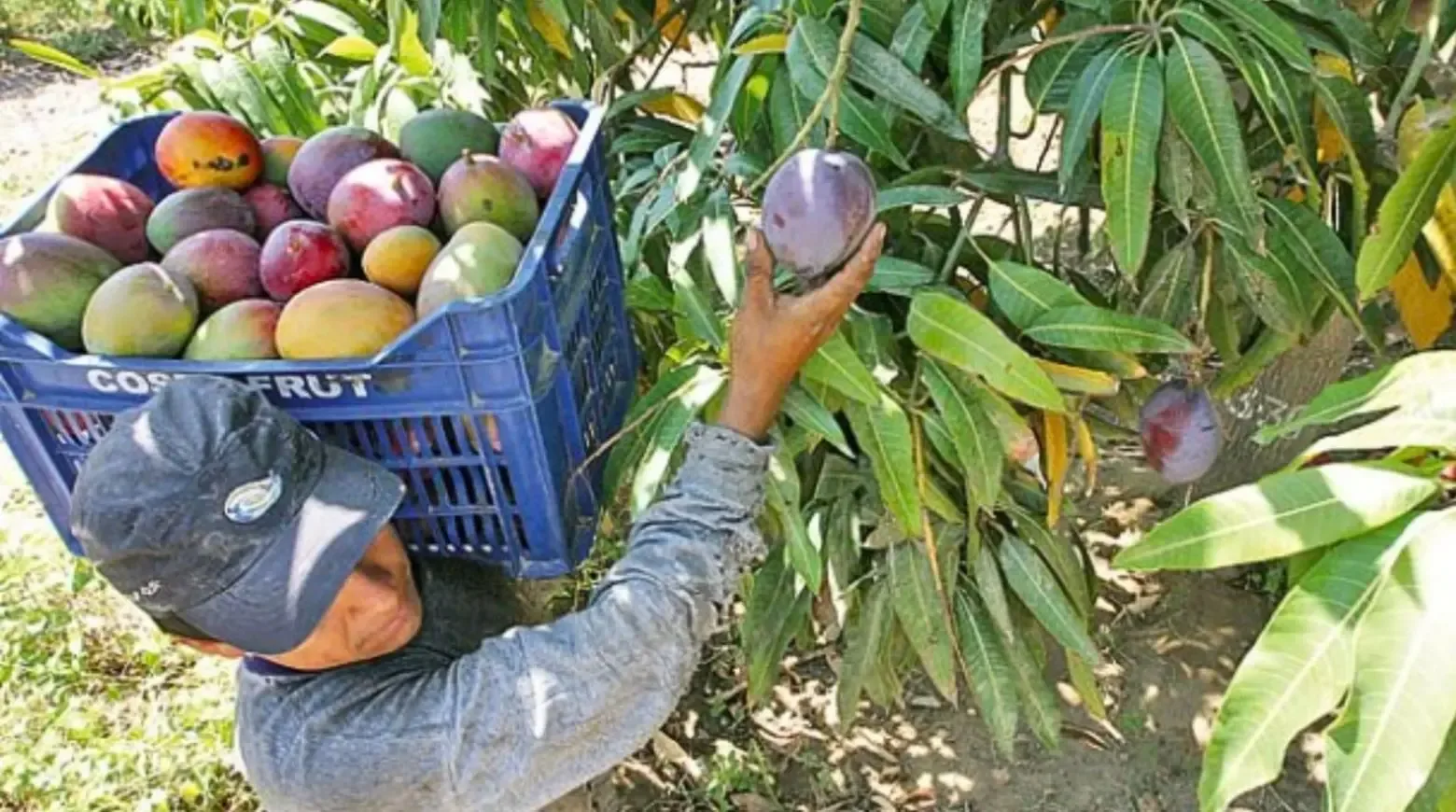 Productores dominicanos enfrentan plagas, barreras comerciales y pérdidas económicas