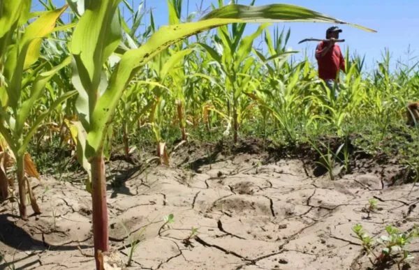 Cambio climático obliga a adaptar siembras y riego en República Dominicana