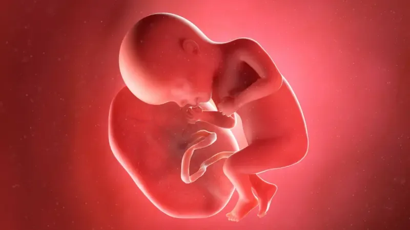 Red internacional traficaba placentas humanas para inyecciones antienvejecimiento