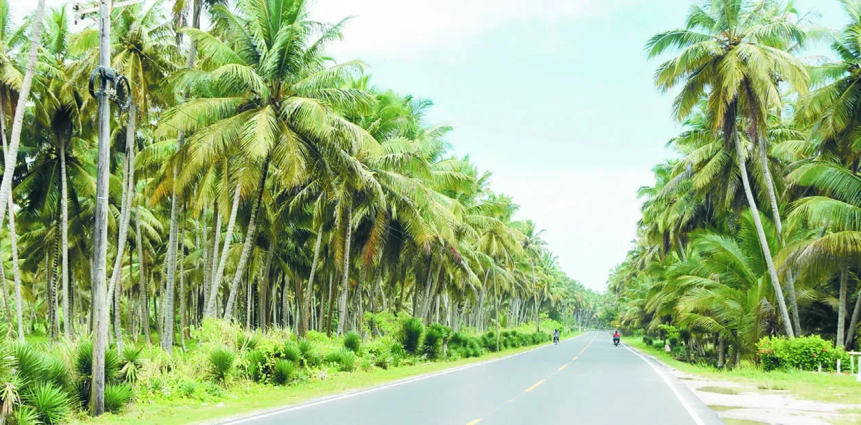 República Dominicana impulsa expansión del cultivo de coco para reducir importaciones y aprovechar demanda global
