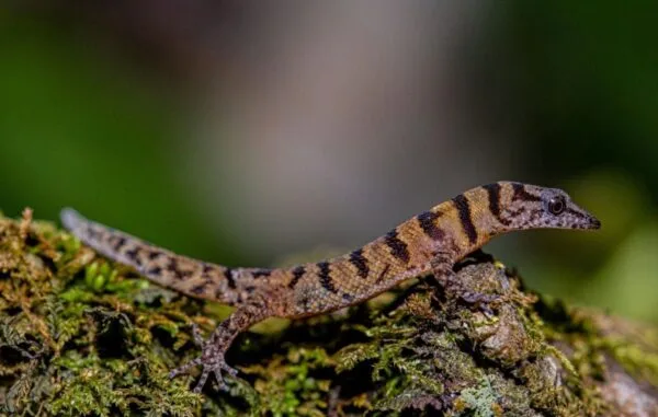 Gecko de Samaná: el reptil más pequeño de RD y su rol ecológico