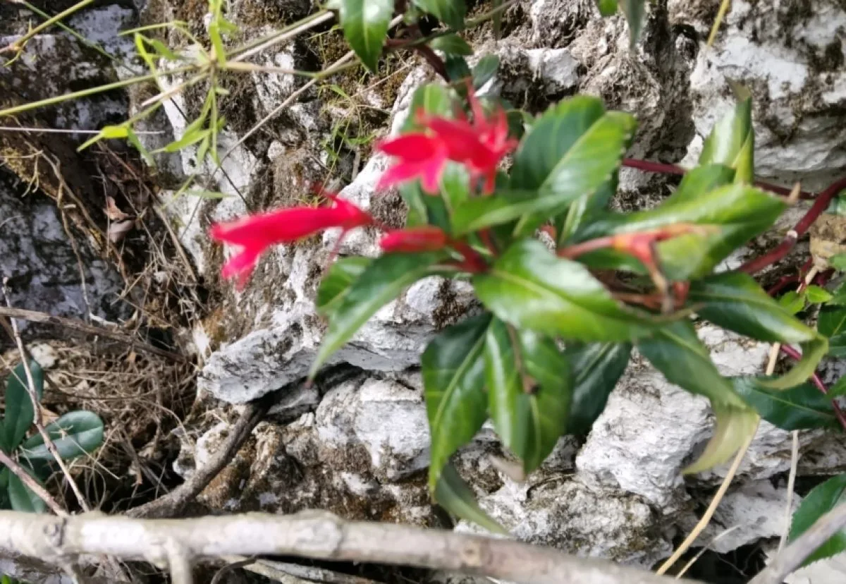 Redescubren en Haití especie endémica de la isla Española ausente desde 1924