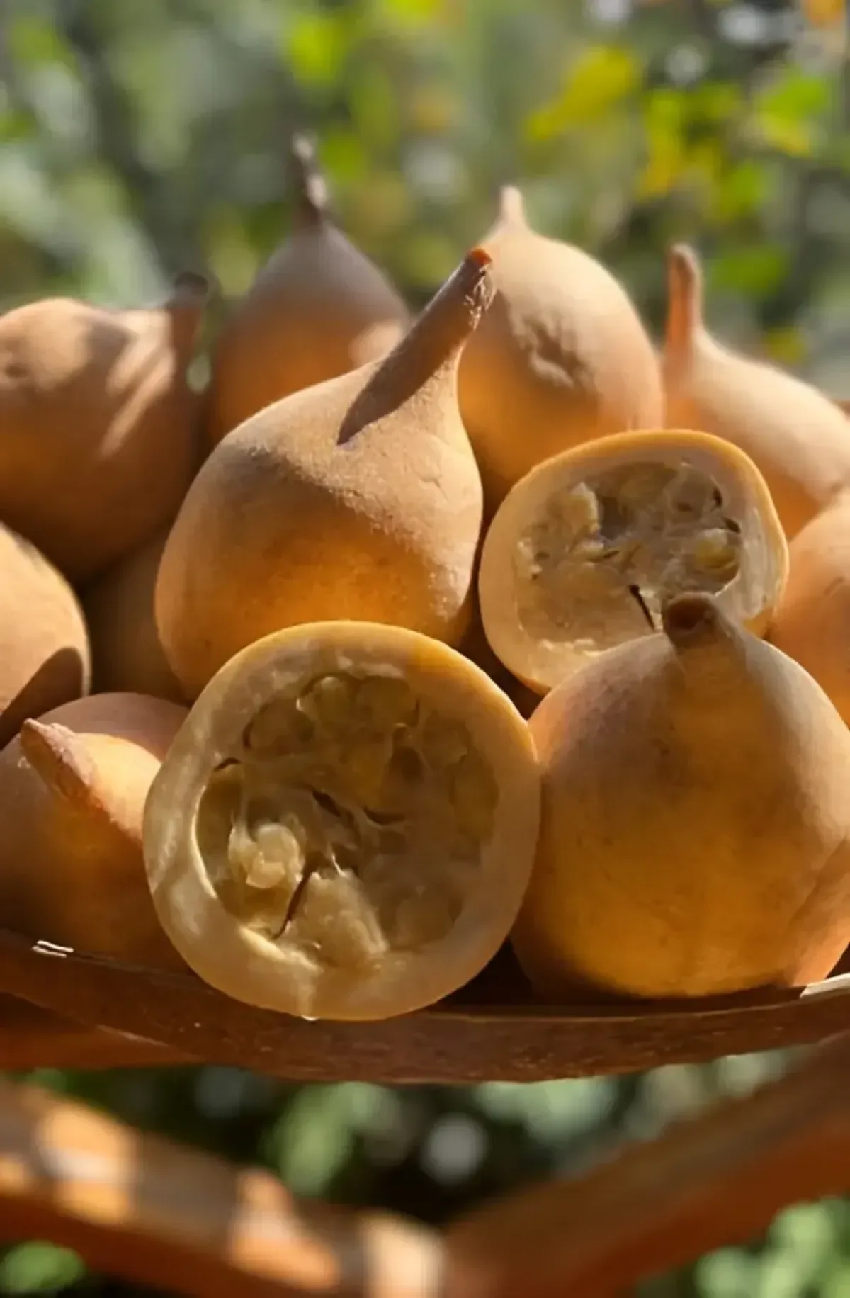 La jagua: un árbol neotropical con beneficios medicinales y ecológicos comprobados
