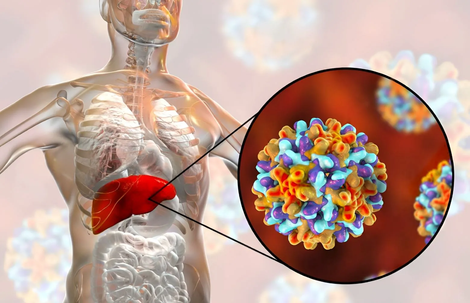 Hepatitis B y C: las infecciones silenciosas que dañan el hígado sin síntomas
