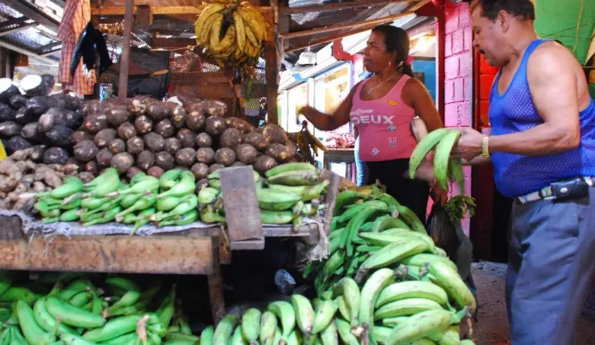 Adoplátano advierte que el plátano podría alcanzar RD$50 por unidad por sequía prolongada