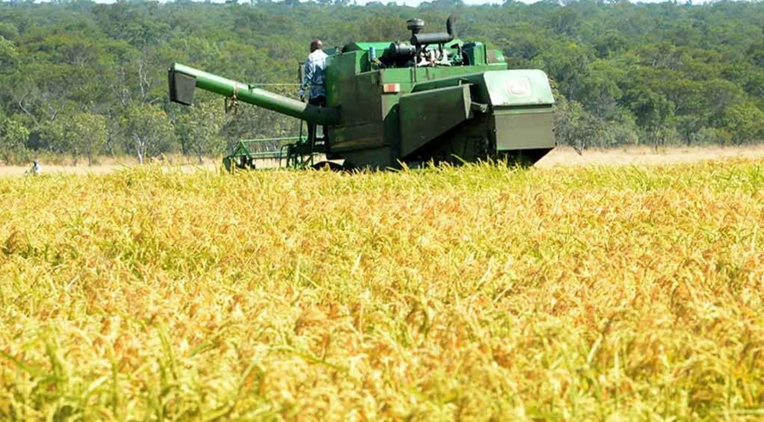República Dominicana mantiene arancel del 99% al arroz pese a presiones de EE.UU.