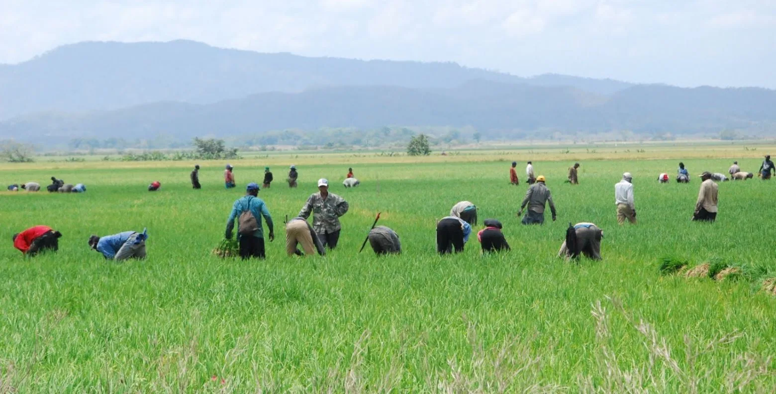 Abinader confirma que el arroz es prioridad en negociaciones comerciales con EE.UU.