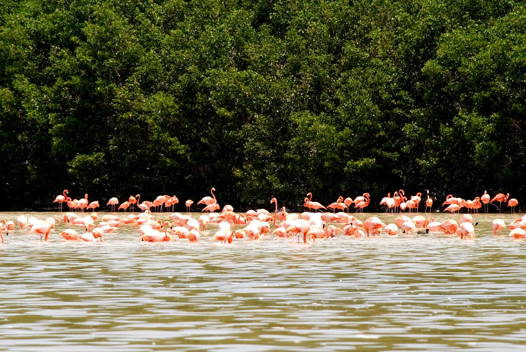 Fotoguardianes de la Naturaleza presenta exposición sobre aves migratorias en Photoimagen 2026