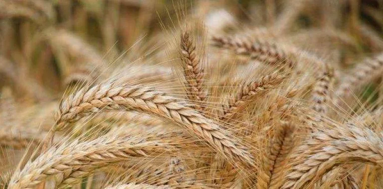 Descubren las plantas y animales usados en pinturas del antiguo Egipto
