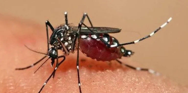 República Dominicana registra aumento del 20% en casos de dengue en 2026