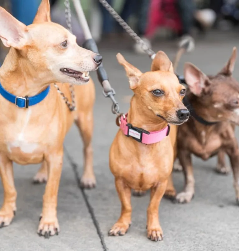 Análisis de sangre en mascotas: clave para detectar enfermedades tempranas