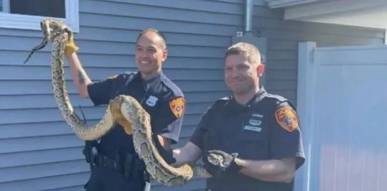 Pitón birmania de 2.4 metros encontrada bajo piso de casa en Nueva Jersey