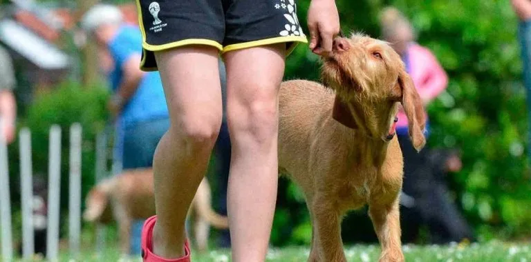 Los perros distinguen entre miedo y tristeza en rostros humanos según estudio