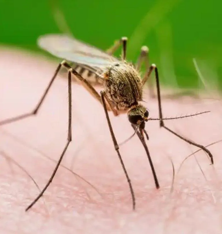 Primer caso de virus del Nilo Occidental en NYC 2026: más de 1,200 muestras de mosquitos positivas
