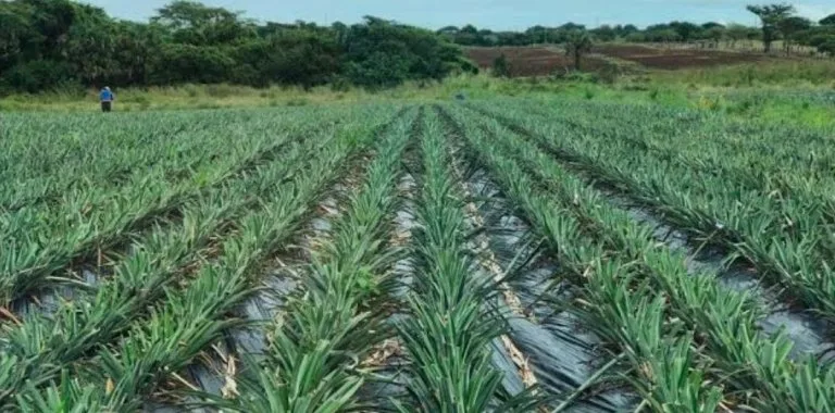 Productores de piña en María Trinidad Sánchez y Monte Plata alertan por riesgo de quiebra