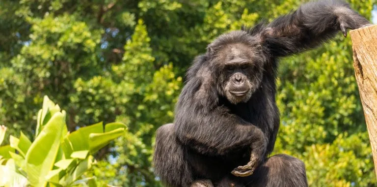 Primates y humanos: similitudes genéticas y evolutivas reveladas por la ciencia