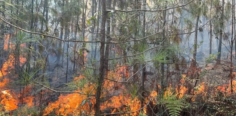 Observatorio de Áreas Protegidas alerta por incendios forestales en zonas protegidas de República Dominicana