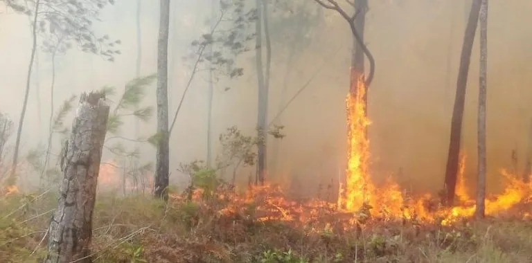 Incendio en Sierra Bahoruco afecta más de 3,000 hectáreas y genera densa humareda en Pedernales