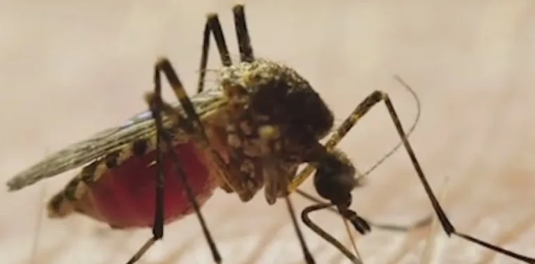 Nueva York supera casos de virus Nilo Occidental de 2025 en solo meses de 2026