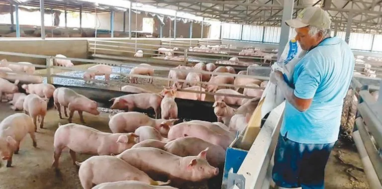 Productores porcinos denuncian quiebra del sector por permisos a importaciones