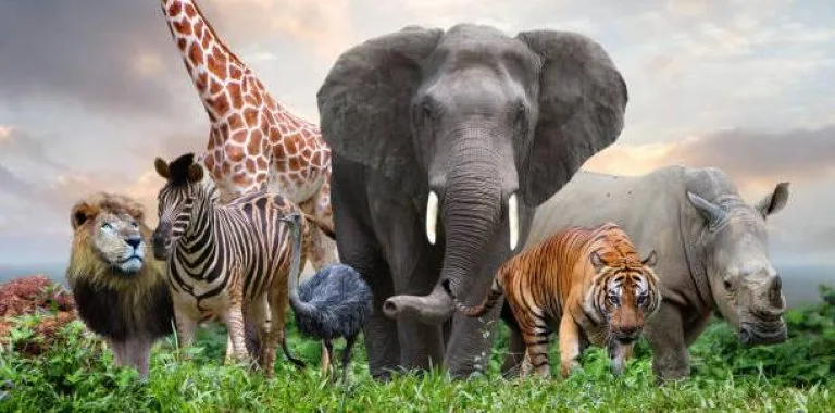 Día Mundial de los Animales: Origen, Significado y Acciones Globales para su Protección