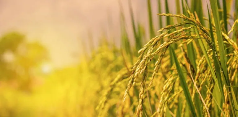 Productores de arroz en RD expresan preocupación por derogación de decreto arancelario