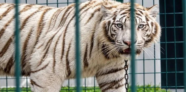 Interpol detiene a 233 personas y rescata más de 1.000 animales en operación Madre Tierra VIII
