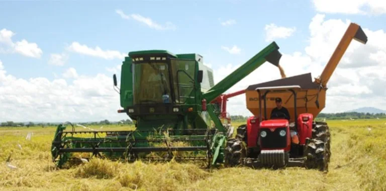 Productores dominicanos de arroz aseguran que no pueden competir con EE.UU. por subsidios masivos