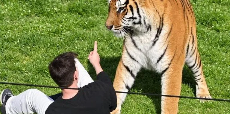 Hombre muere tras entrar al recinto de tigres en zoológico de Doncaster