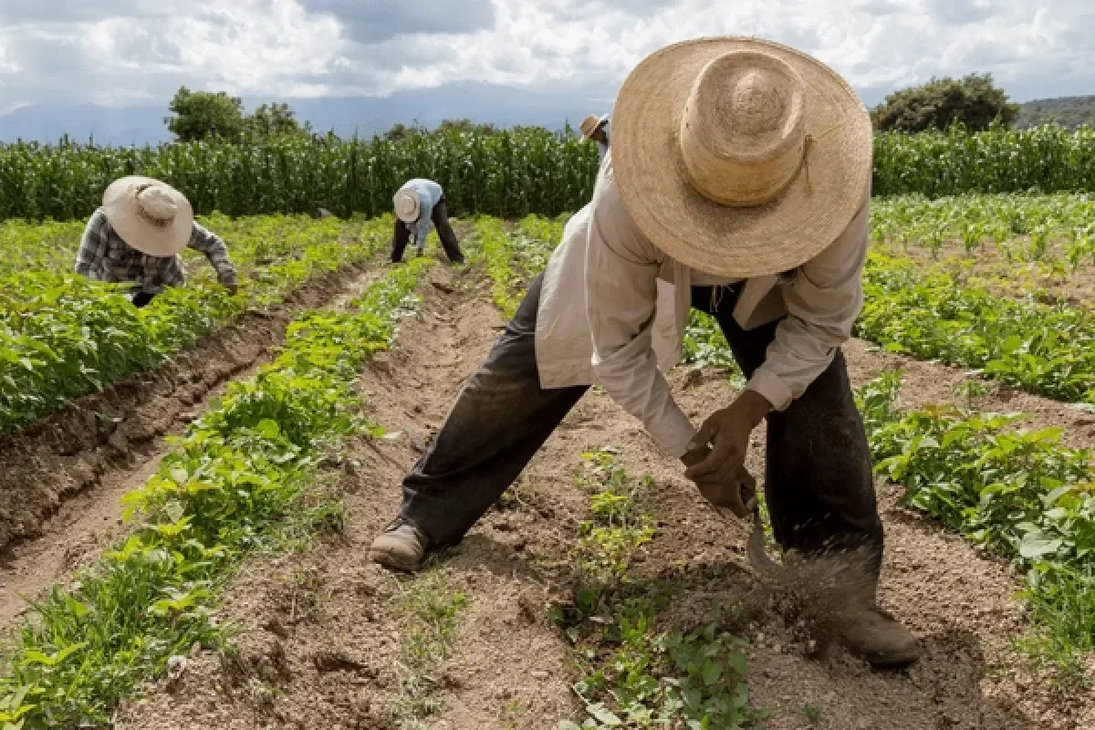 Agricultura dominicana: riqueza de la tierra frente a salarios insuficientes