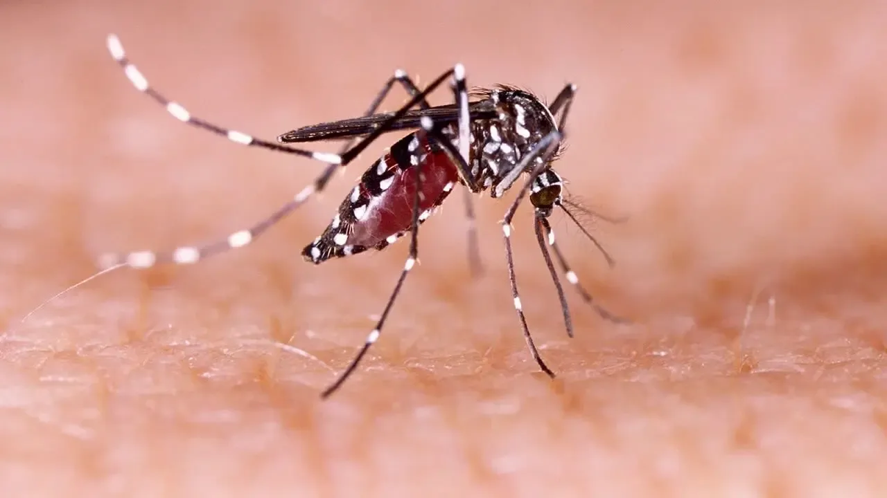 República Dominicana registra 371 casos de dengue en 2024, con La Altagracia como foco principal