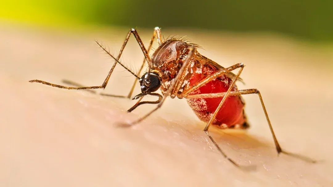 Dengue sube a 213 casos en RD; Salud reporta 11 nuevos contagios en una semana