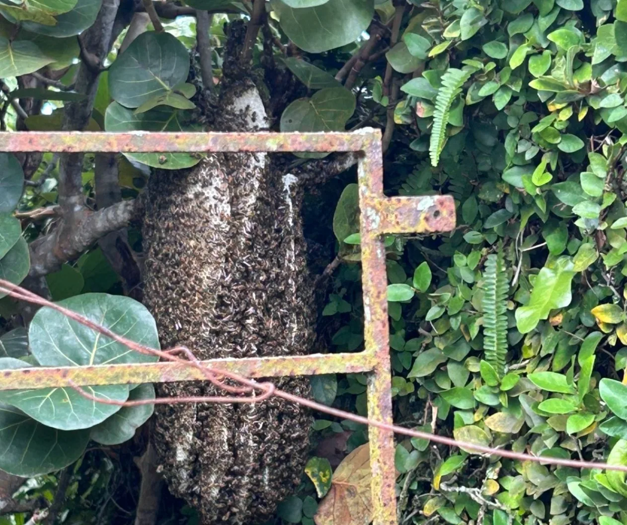 Abejas urbanas: el rescate voluntario que protege enjambres en Santo Domingo