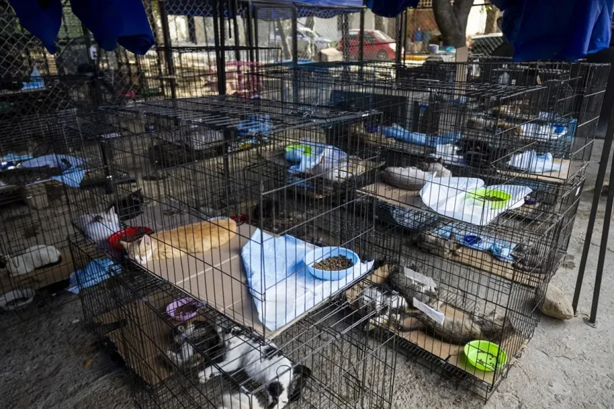 Más de 700 mascotas esperan adopción tras los terremotos en La Guaira