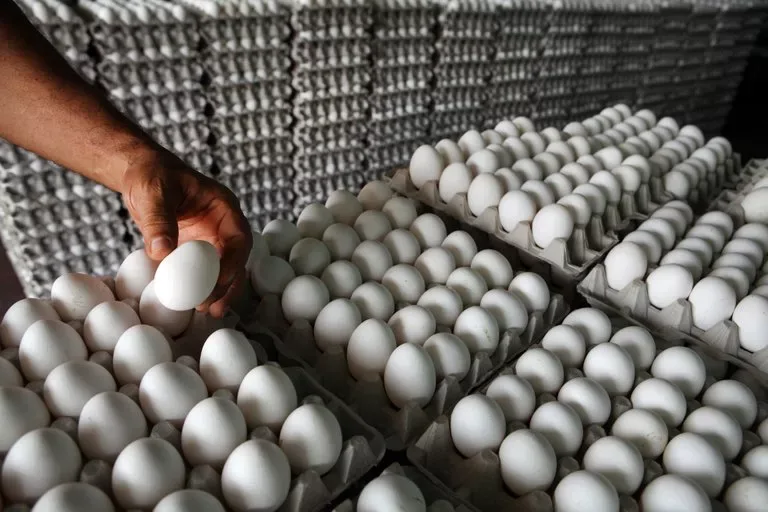 Productores de huevos en RD venden por debajo de costo mientras esperan reactivar exportaciones a Cuba