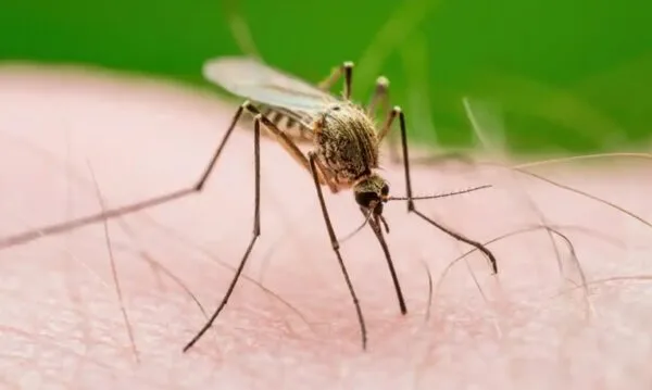 Nueva York confirma primer caso de virus del Nilo Occidental en 2026