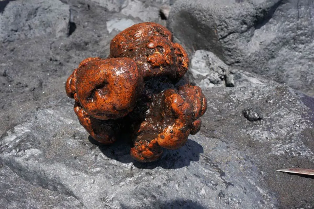 El ámbar gris: el misterioso 'vómito de ballena' que vale hasta 30 dólares el gramo