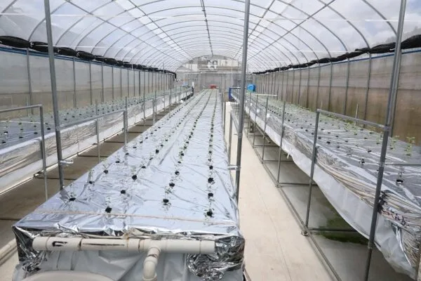 Constanza concentra entre 80% y 86% de la producción nacional de papa