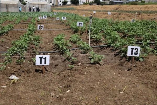 Productores de papa en Constanza piden control de importaciones y destacan proyecto de semilla libre de virus