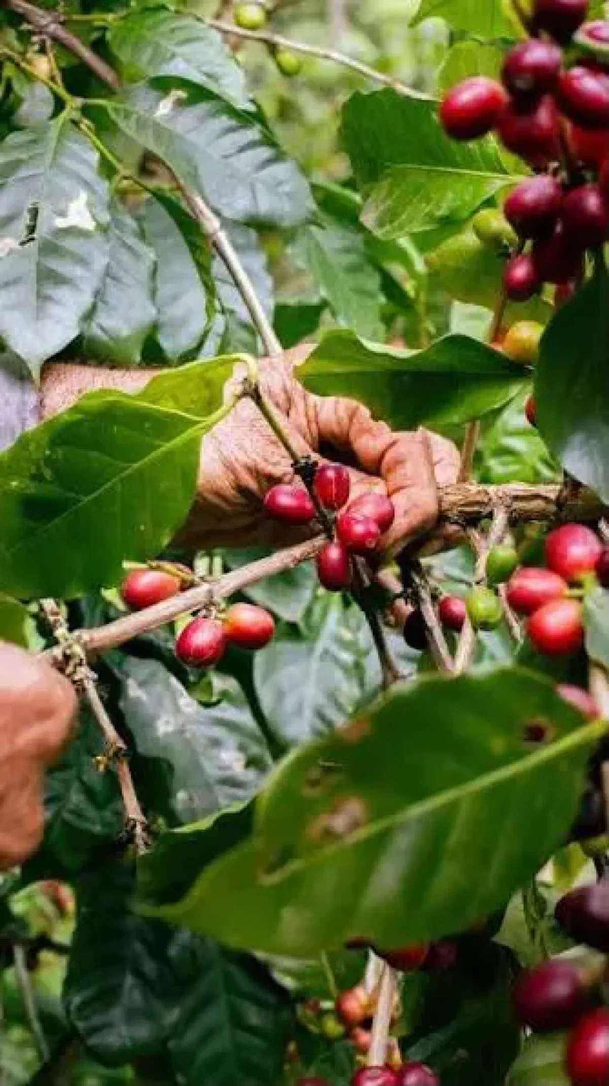 Plataforma digital conectará a consumidores con productores dominicanos de café