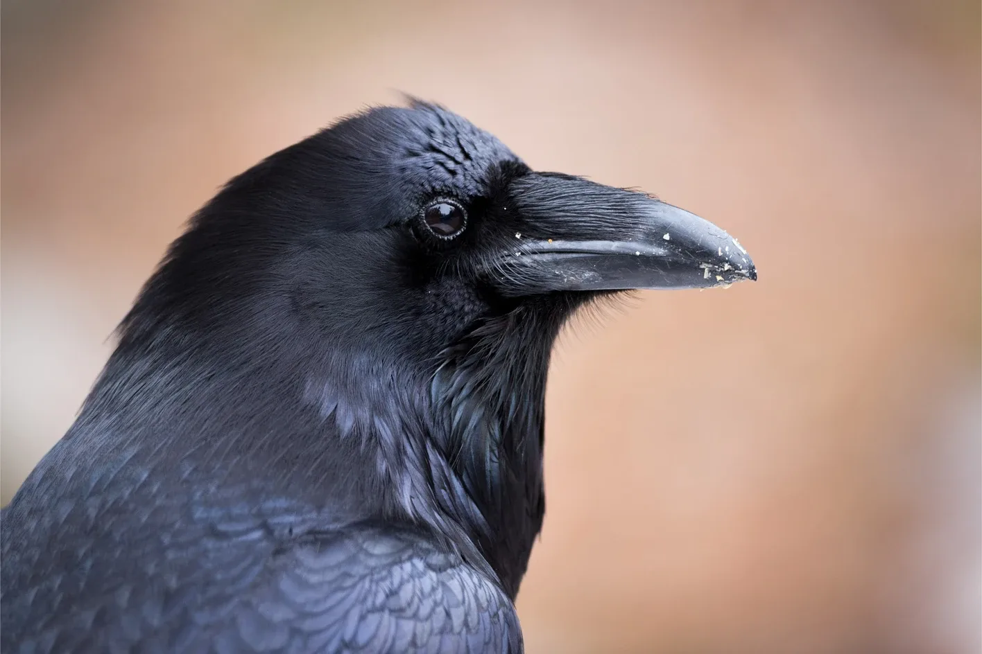 Origen del dicho 'cria cuervos y te sacarán los ojos': entre mito y realidad científica