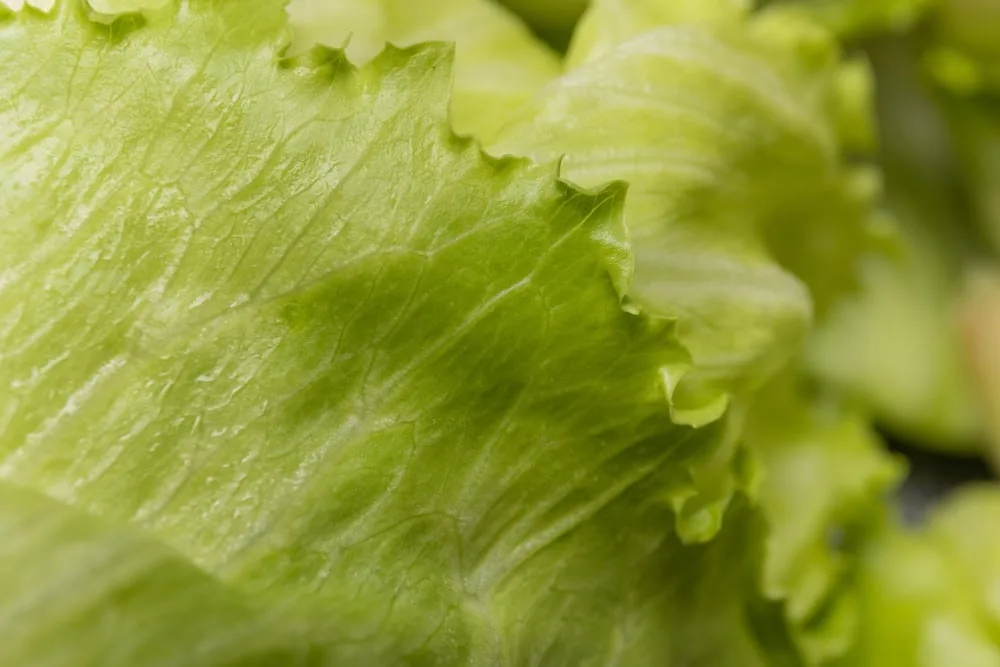 FDA actualiza guía para productos frescos tras brote de ciclosporiasis vinculado a lechuga