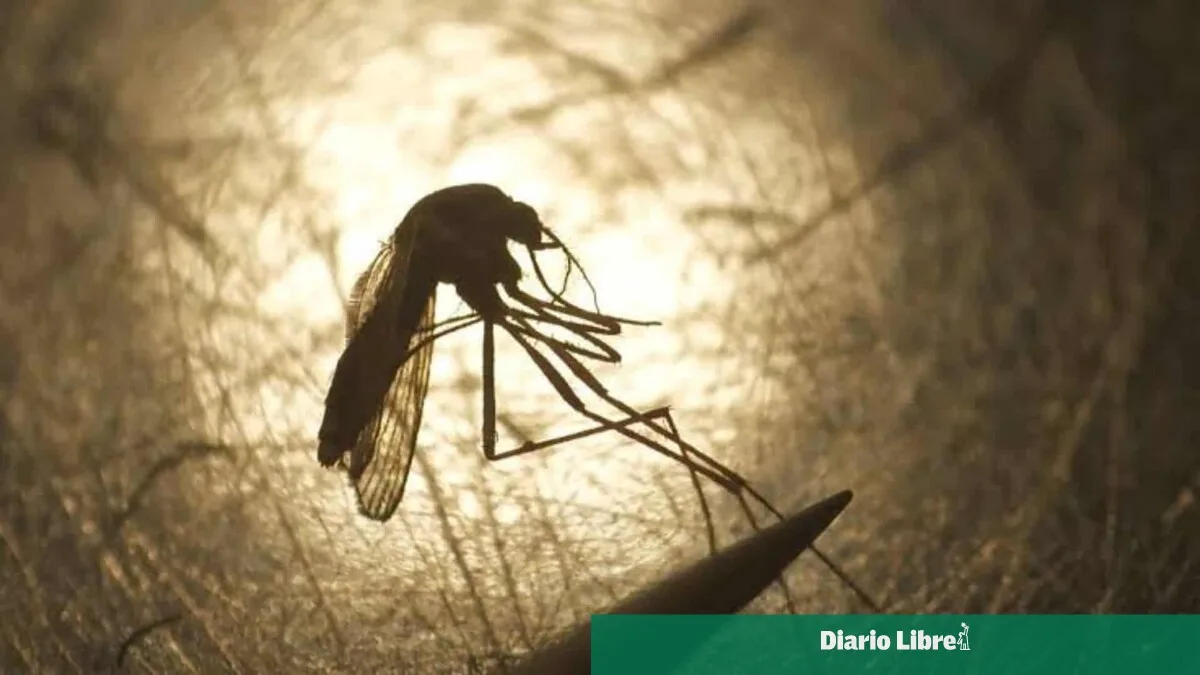 Primer caso autóctono de virus del Nilo Occidental en Francia en 2026