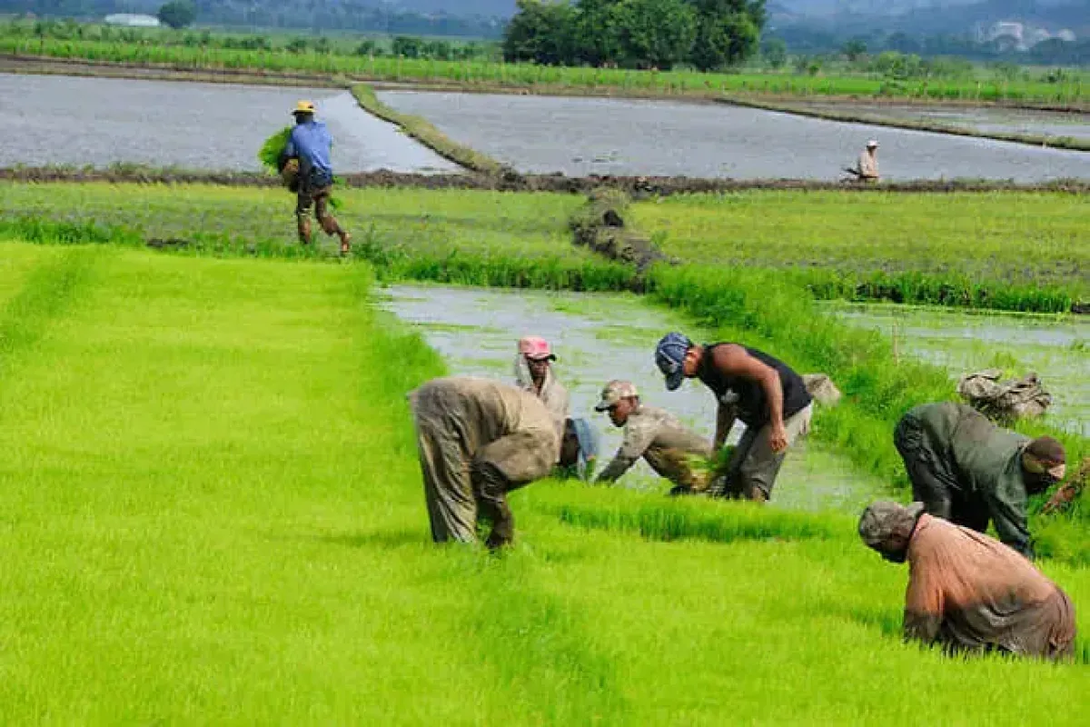 Sector agropecuario exige medidas compensatorias ante derogación del Decreto 693-24 para importación de arroz
