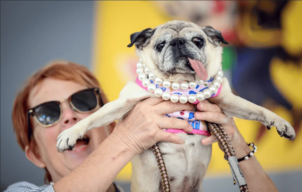 Pug rescatada de Corea del Sur gana el concurso del perro más feo del mundo en su cuarta participación