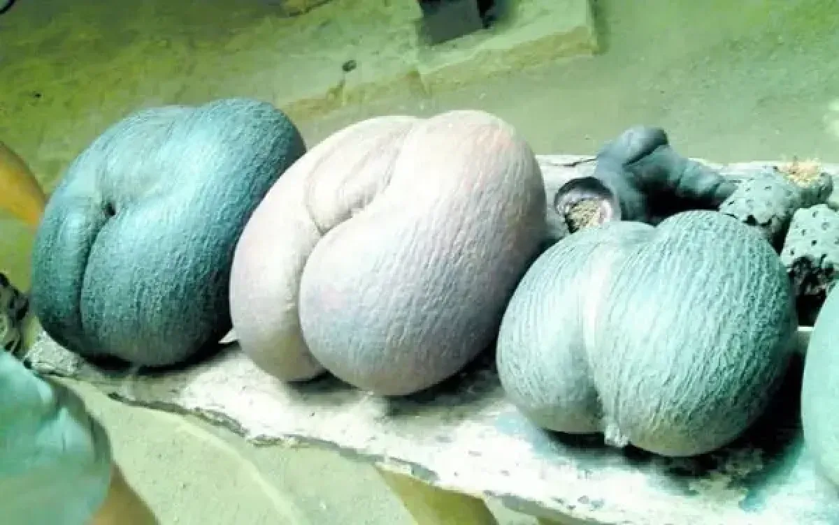 El coco de mar: la semilla más grande del mundo y su historia botánica