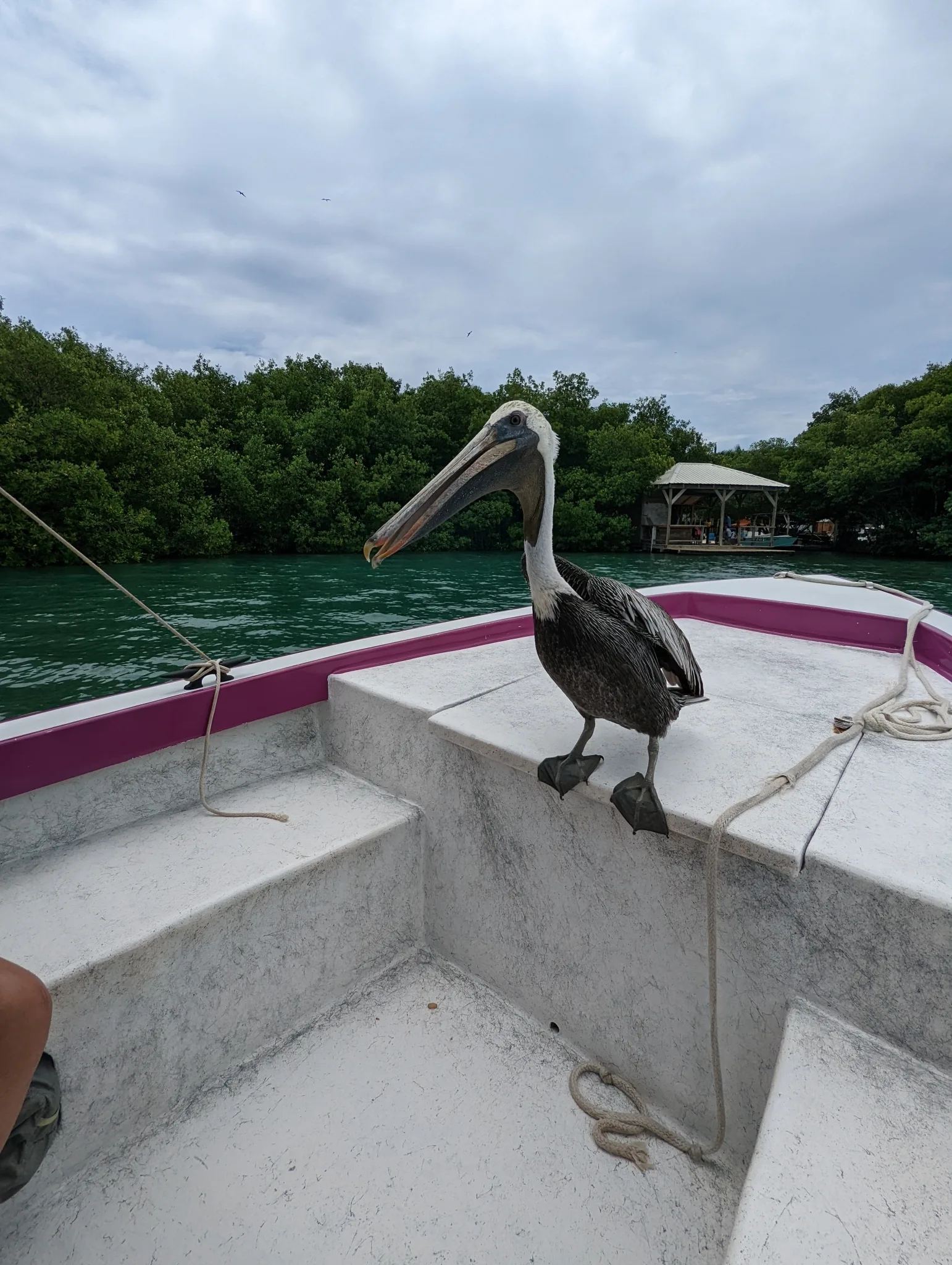 Marinero: el pelícano pardo rehabilitado en el Acuario Nacional de RD