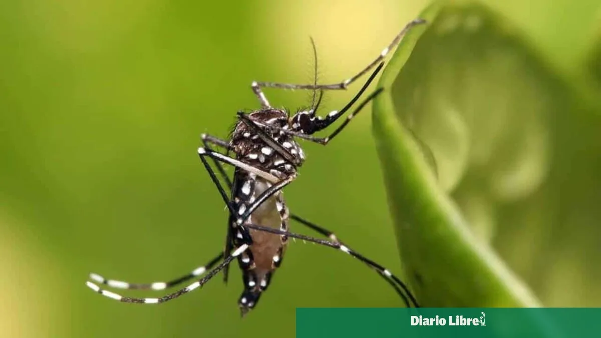Florida confirma primeros tres casos locales de dengue en EE.UU. en 2026