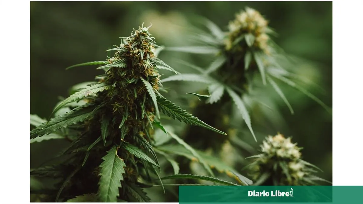 Corte Suprema de EE.UU. permite a consumidores de marihuana poseer armas